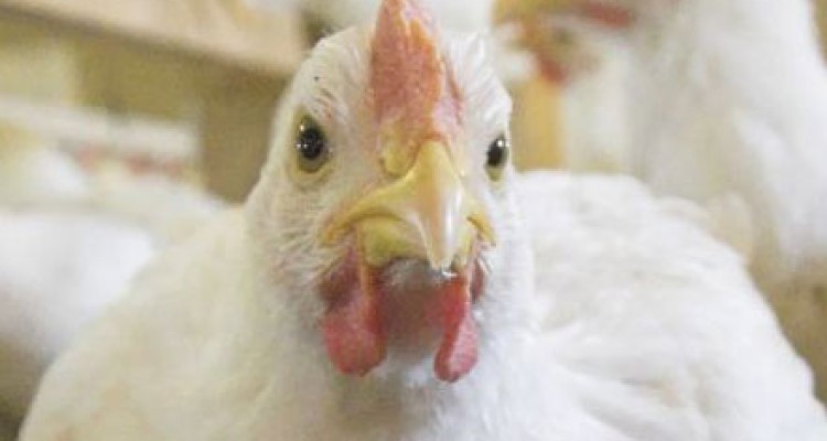 موردی از بیماری آنفلوانزای فوق حاد پرندگان در کرمانشاه مشاهده نشد