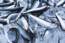 کشف 30 قطعه ماهی از صیادان متخلف در کنگاور