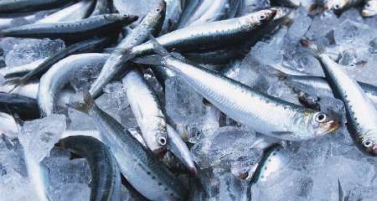 کشف 30 قطعه ماهی از صیادان متخلف در کنگاور