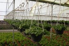 ۲ شهرک کشاورزی درکرمانشاه احداث می شود/ توسعه واحدهای گلخانه ای 