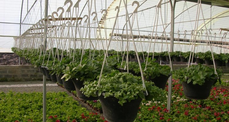 ۲ شهرک کشاورزی درکرمانشاه احداث می شود/ توسعه واحدهای گلخانه ای 