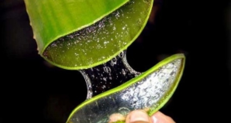 سالانه بیش از ۲۰۰ تن آلوئه‌ ورا در كرمانشاه تولید می‌ شود