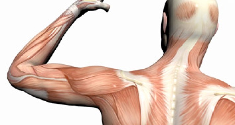  5 حرکت ورزشی برای تقویت عضلات سه سر بازو (عضلات پشت بازرو) 