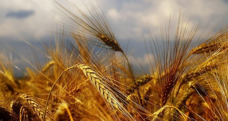 میزان خرید گندم از کشاورزان کرمانشاهی به مرز 341 هزار تن رسید