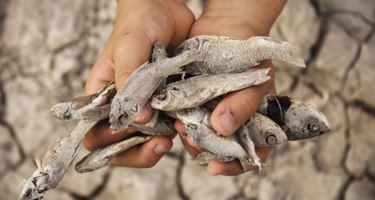 ماهی‌ها و لاک‌پشت‌های "سراب نیلوفر" مردند