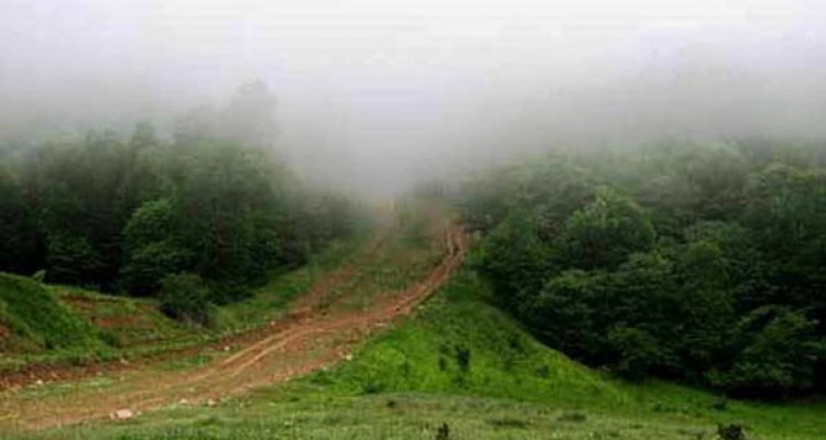 ۱۰ هزار هکتار از جنگل‌های بلوط کرمانشاه برش بهداشتی شدند