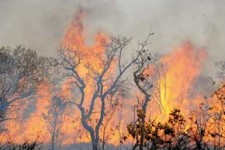 عامل ۹۰ درصد آتش سوزی مراتع و جنگل های کرمانشاه انسانی است