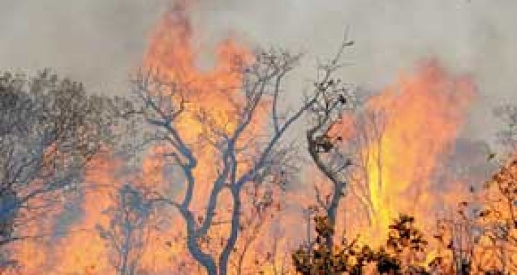 عامل ۹۰ درصد آتش سوزی مراتع و جنگل های کرمانشاه انسانی است