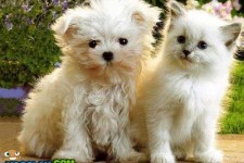 وقتی خانه‌ ها زیستگاه حیوانات می‌شود/ حیوان دوستی یا حیوان آزاری