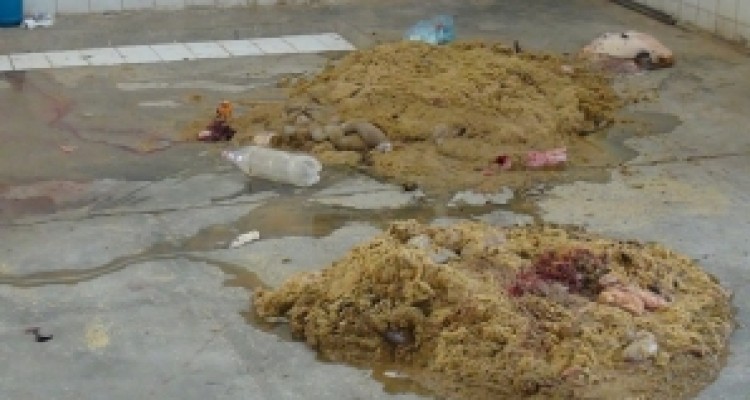 تولید گوشت با طعم میکروب و فاضلاب در گیلانغرب +تصویر