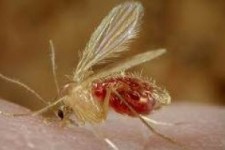 منشا بیماری سالک در کرمانشاه 100 درصد روستایی است