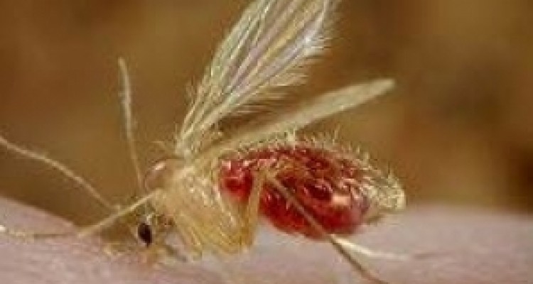 منشا بیماری سالک در کرمانشاه 100 درصد روستایی است