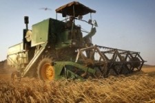 کاهش ۲۰ درصدی خرید گندم در استان کرمانشاه نسبت به سال گذشته 