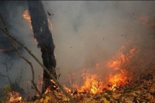 ۶۴ هکتار از مناطق حفاظت شده کرمانشاه دچار آتشسوزی شد 