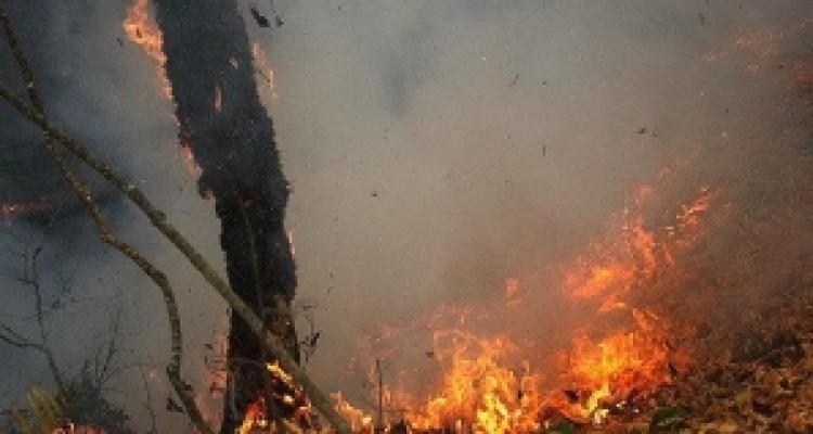 ۶۴ هکتار از مناطق حفاظت شده کرمانشاه دچار آتشسوزی شد 