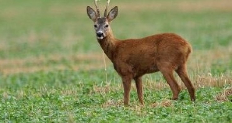  «شوکا» به عنوان نماد زیست محیطی ورزش کرمانشاه رونمایی شد 