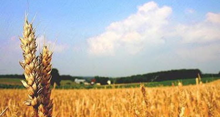 	فناوری هسته ای کلید چالش‌ های کشاورزی/ از عقیم کردن آفات با رادیو ایزوتوپ‌ها تا تولید گیاهان مقاوم به خشکی 