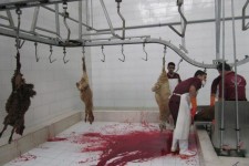 تعطیلی کشتارگاه غیر بهداشتی روانسر در هاله ای از ابهام/ مصوبه شورای بهداشت هم راه به جایی نبرد + سند 