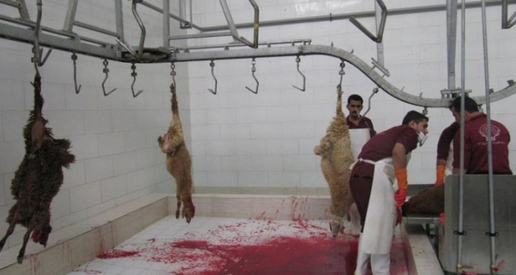 تعطیلی کشتارگاه غیر بهداشتی روانسر در هاله ای از ابهام/ مصوبه شورای بهداشت هم راه به جایی نبرد + سند 