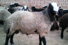 	3 میلیون دام در کرمانشاه علیه تب برفکی واکسینه می شوند 