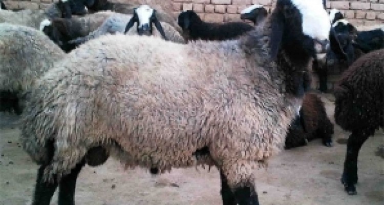 	3 میلیون دام در کرمانشاه علیه تب برفکی واکسینه می شوند 