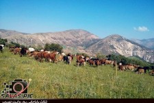  تصاویری از زیبایی های طبیعت در ثلاث باباجانی 