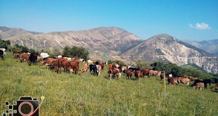  تصاویری از زیبایی های طبیعت در ثلاث باباجانی 