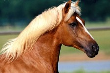 جشنواره ملی زیبایی اسب در کرمانشاه برگزار می‌شود