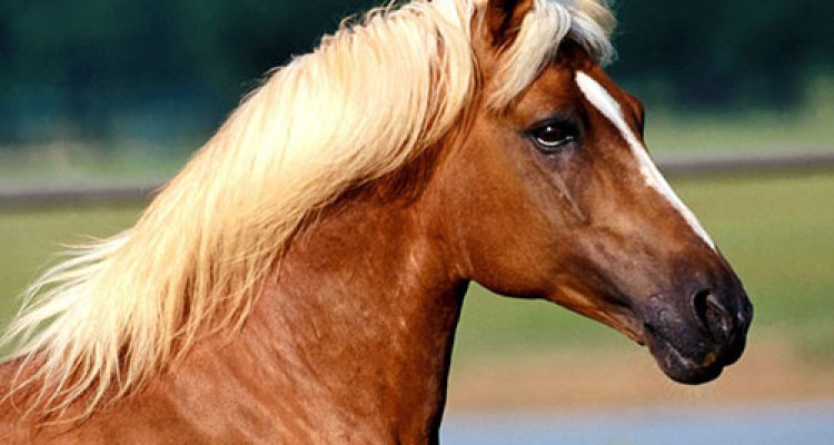 جشنواره ملی زیبایی اسب در کرمانشاه برگزار می‌شود