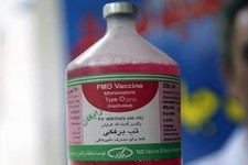 دام های استان کرمانشاه علیه بیماری تب برفکی واکسینه می شوند