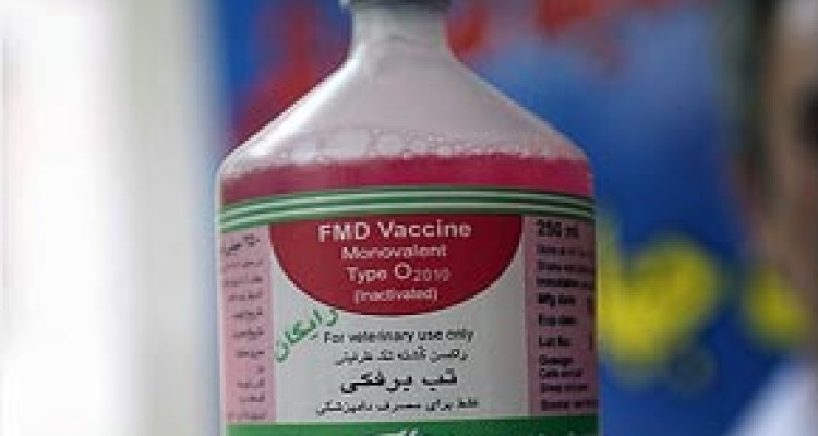 دام های استان کرمانشاه علیه بیماری تب برفکی واکسینه می شوند