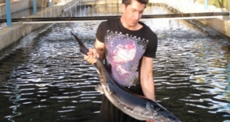 	پرورش دهندگان خاویار از مشکلاتشان می گویند/ گرداب مشکلات اداری برای تولید طلای سیاه در گیلانغرب 