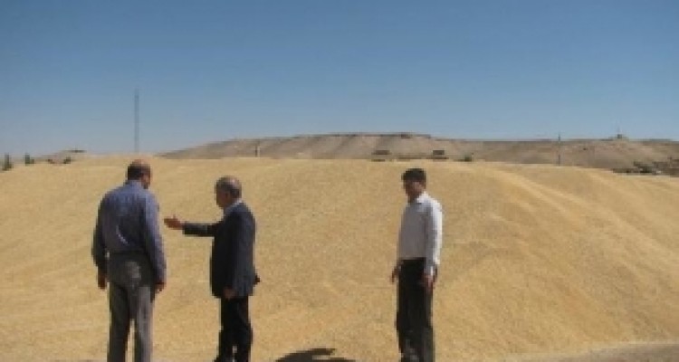 پرداخت ۹۳ درصد از مطالبات گندم کاران کرمانشاهی 