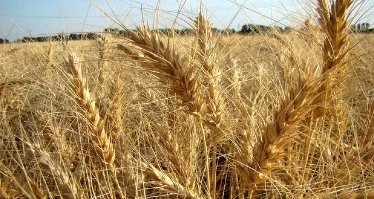 ۴۵۱ هزار تن گندم در کرمانشاه خریداری شد/ پرداخت ۹۵ درصدی مطالبات