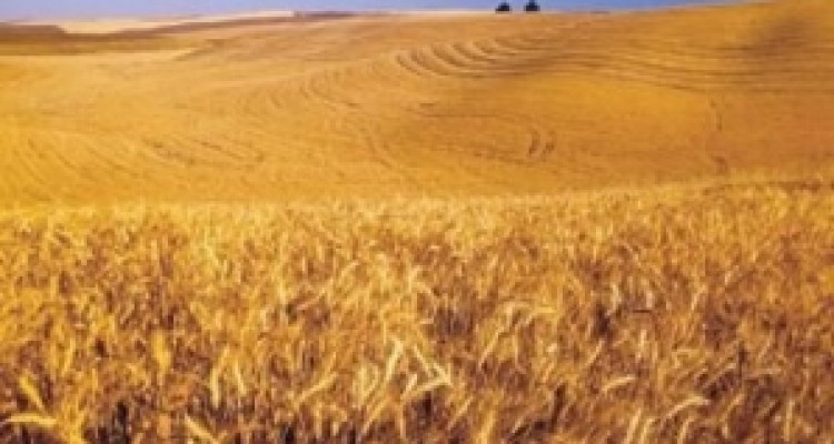 	کشت گندم دیم در استان کرمانشاه ۶۰ درصد افزایش می یابد 