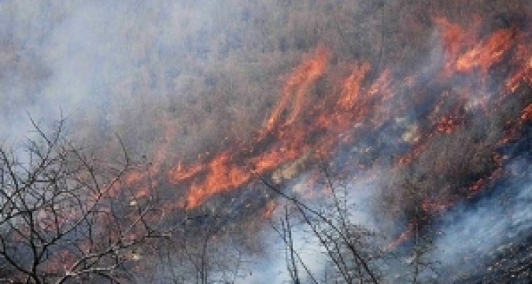 	وقوع حریق در۱۷۵هکتار از جنگلهای گیلانغرب/ ۵۰۰ میلیون خسارت واردشد 