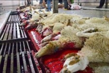 	نظارت بر عرضه و ذبح دام درعیدقربان توسط ۵۳ اکیپ دامپزشکی کرمانشاه 