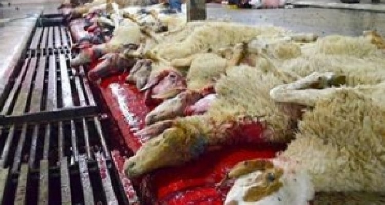 	نظارت بر عرضه و ذبح دام درعیدقربان توسط ۵۳ اکیپ دامپزشکی کرمانشاه 