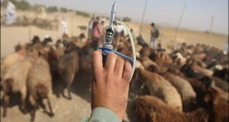 	اجرای طرح واکسیناسیون رایگان تب برفکی درکرمانشاه تا پایان مهر ماه 