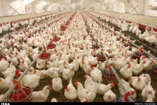 راه‌اندازی سامانه "ردیابی گوشت مرغ" در کرمانشاه