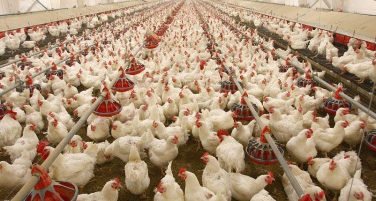 راه‌اندازی سامانه "ردیابی گوشت مرغ" در کرمانشاه