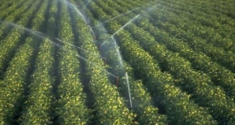 	افزایش میزان پرداخت خسارات بخش کشاورزی/ بیمه محصولات ضروری است 