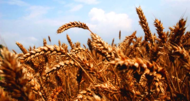 	انتخاب مزارع ديم شهرستان روانسر به عنوان پایلوت اجرای انتقال تكنولوژي 