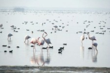 	برخوردجدی باشکارچیان غیرمجازدرکرمانشاه/لزوم حفاظت ازپرندگان مهاجر 