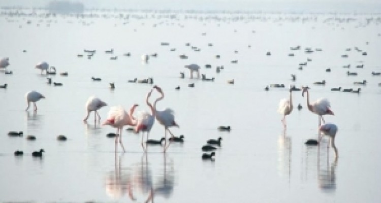 	برخوردجدی باشکارچیان غیرمجازدرکرمانشاه/لزوم حفاظت ازپرندگان مهاجر 