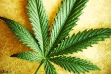  عوارض جسمانی و روانی مصرف حشیش 