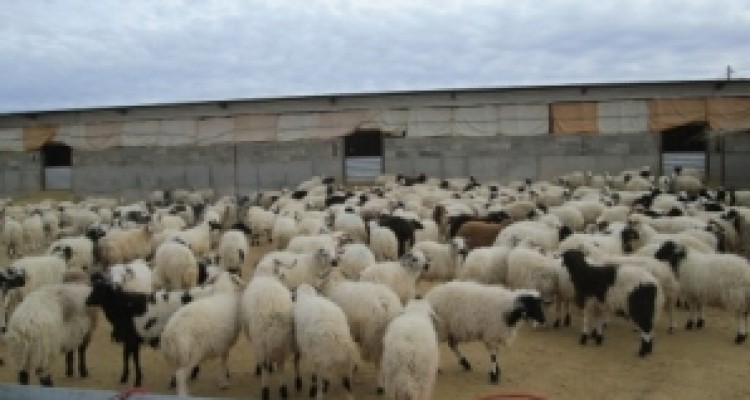 	طناب مشکلات بر گردن بره سفید ویژنان/ تهدید اشتغال 40 نفر در گیلانغرب 