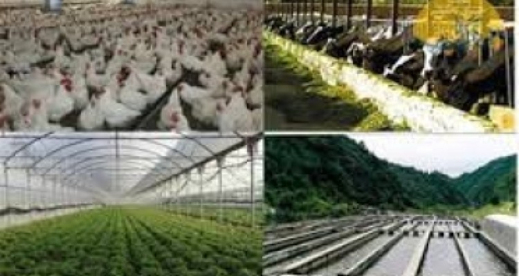 	بازار ماکیان محلی کرمانشاه در معرض رکود فراگیر/ یک تولید کننده: کاش آقای روحانی قبل از دیدار با سرمایه داران آمریکایی حال ما را هم می پرسید 