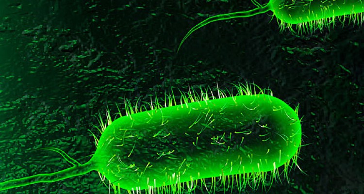 	موردی از ابتلا به وبا در کرمانشاه دیده نشده است 