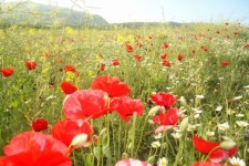 	طبیعت زیبای شهرستان جوانرود در چهار فصل سال 